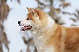 AKITA INU 118